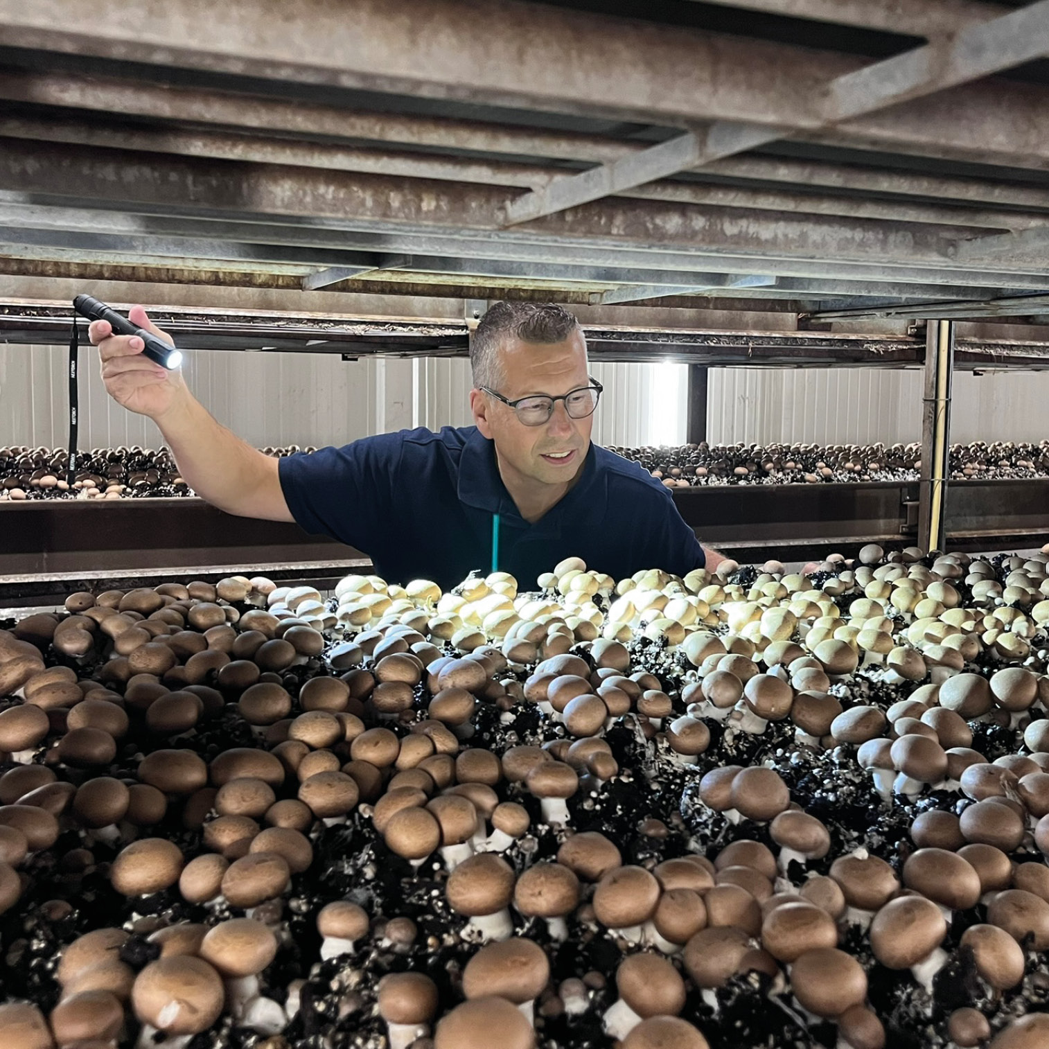 Ron Michels champignons teeltadvies 1